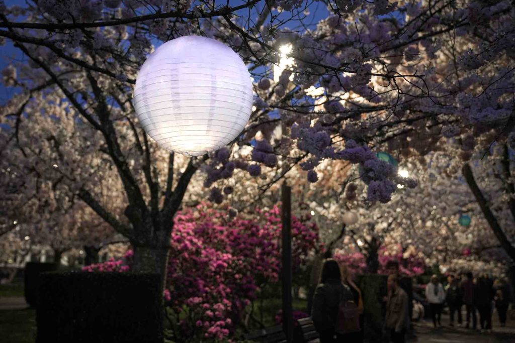 Paper lantern at the Salem, Oregon Cherry Blossom Festival
