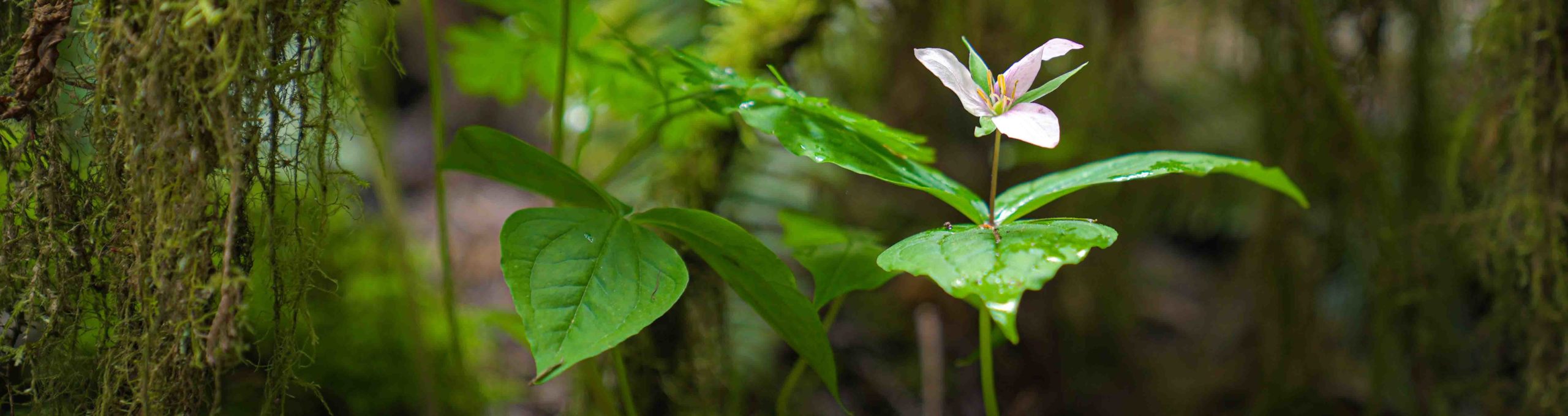 A trillium flower in the forest