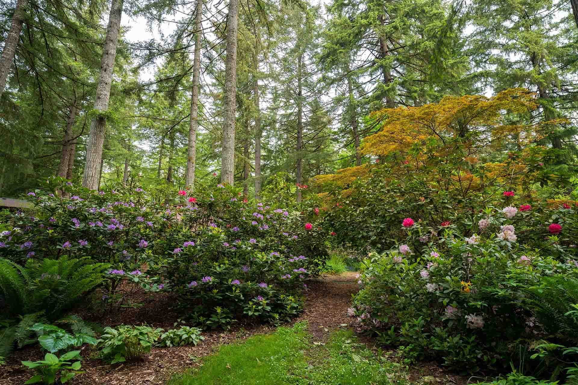 Rhododendron bushes in the forest