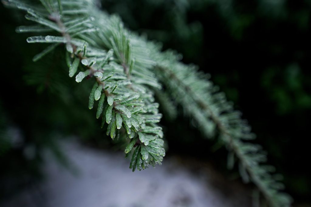 A Douglas fir branch close-up with ice covering the needles.