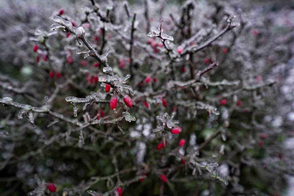 A bush with red berries has a layer of ice on top of each branch