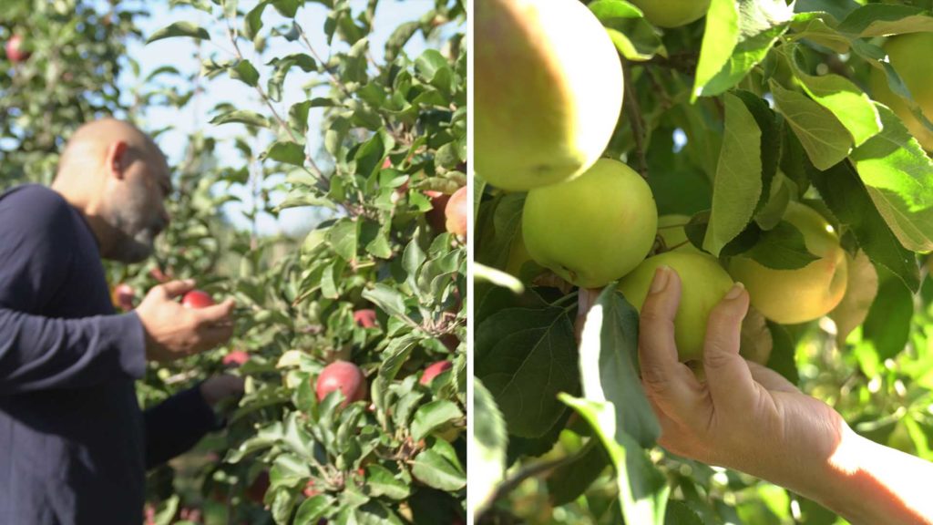 Screenshot of one of our videos with a split screen: the left side is a man picking red apples, and the right side is a close-up of a hand picking green apples.