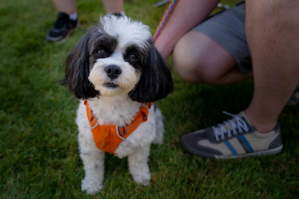 A cute gray and white dog with an orange harness.